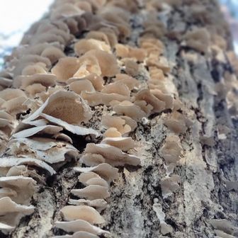 木にびっしりと🍄