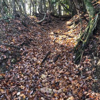 すぐにしっかりした道筋になりました