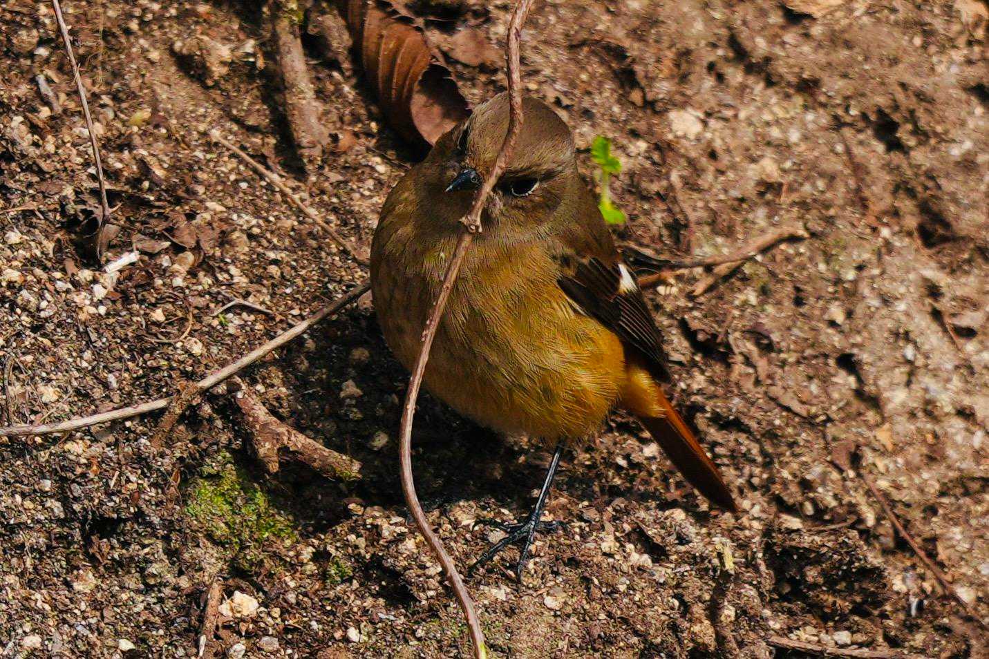 こちらもジョウビタキ🐦⸒⸒