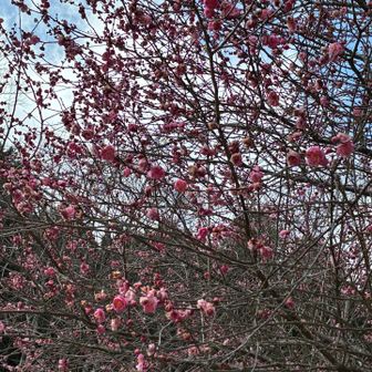 健脚コース登山口の梅🌸