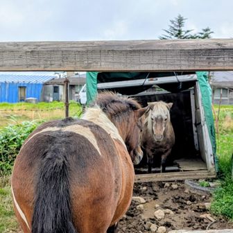 ポニーはここがお家？
手前のポニーが自分の小屋が隣にあるのに一緒に入りたそうでした???
あれれ？違うか？
ひょっとしたら、お気に入りの小屋に先に入られて場所を変われと文句を言ってる😅