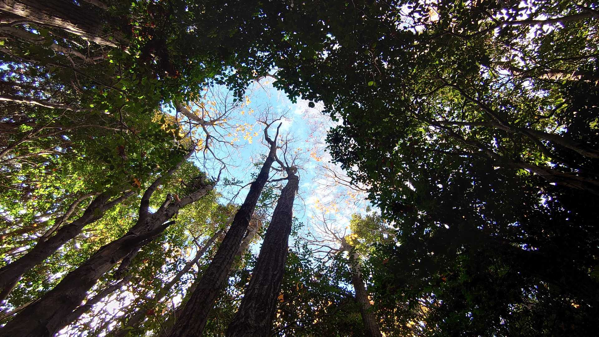 箕山の写真