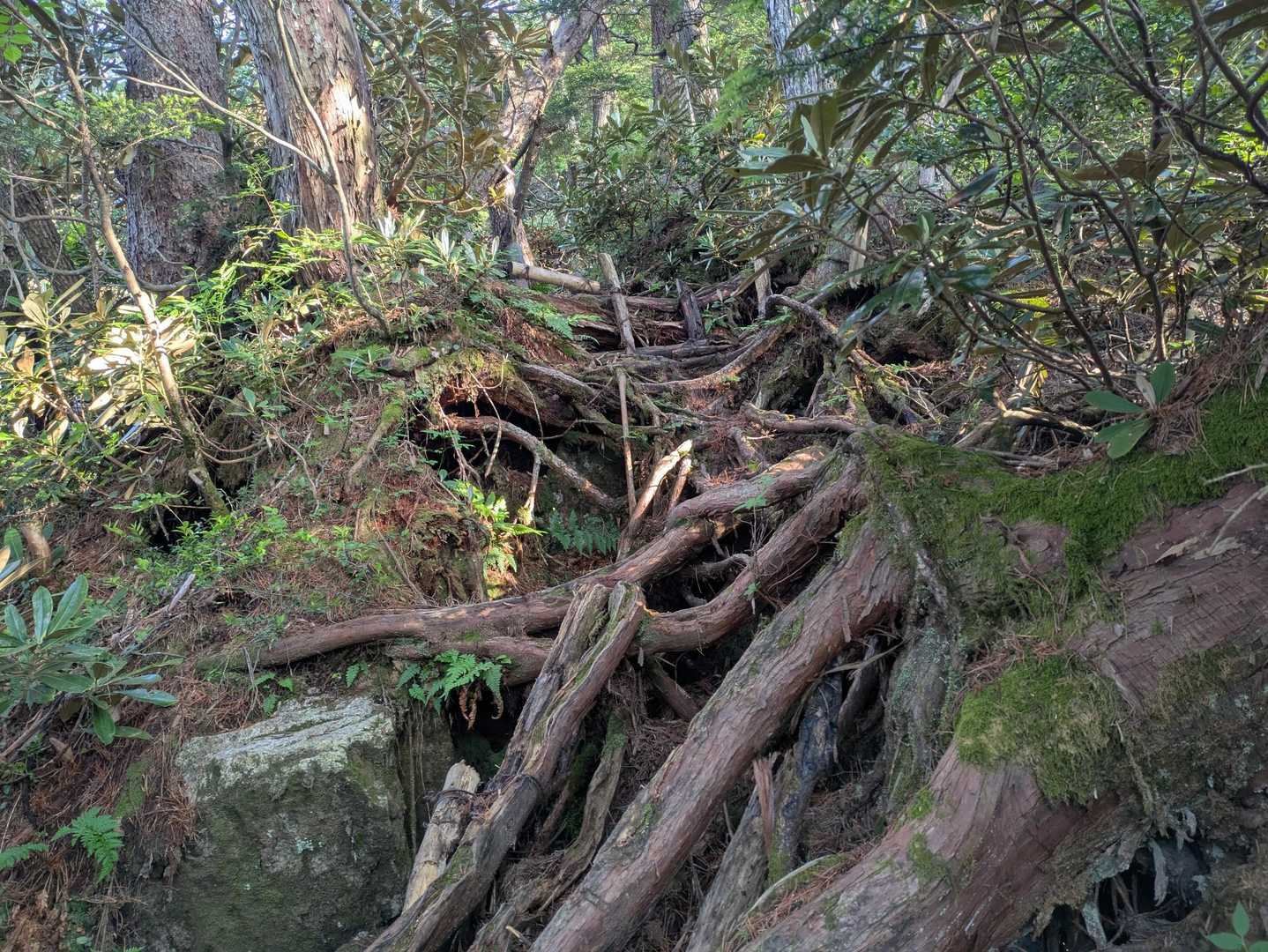 木の根っ子地獄
濡れてて滑る😵
