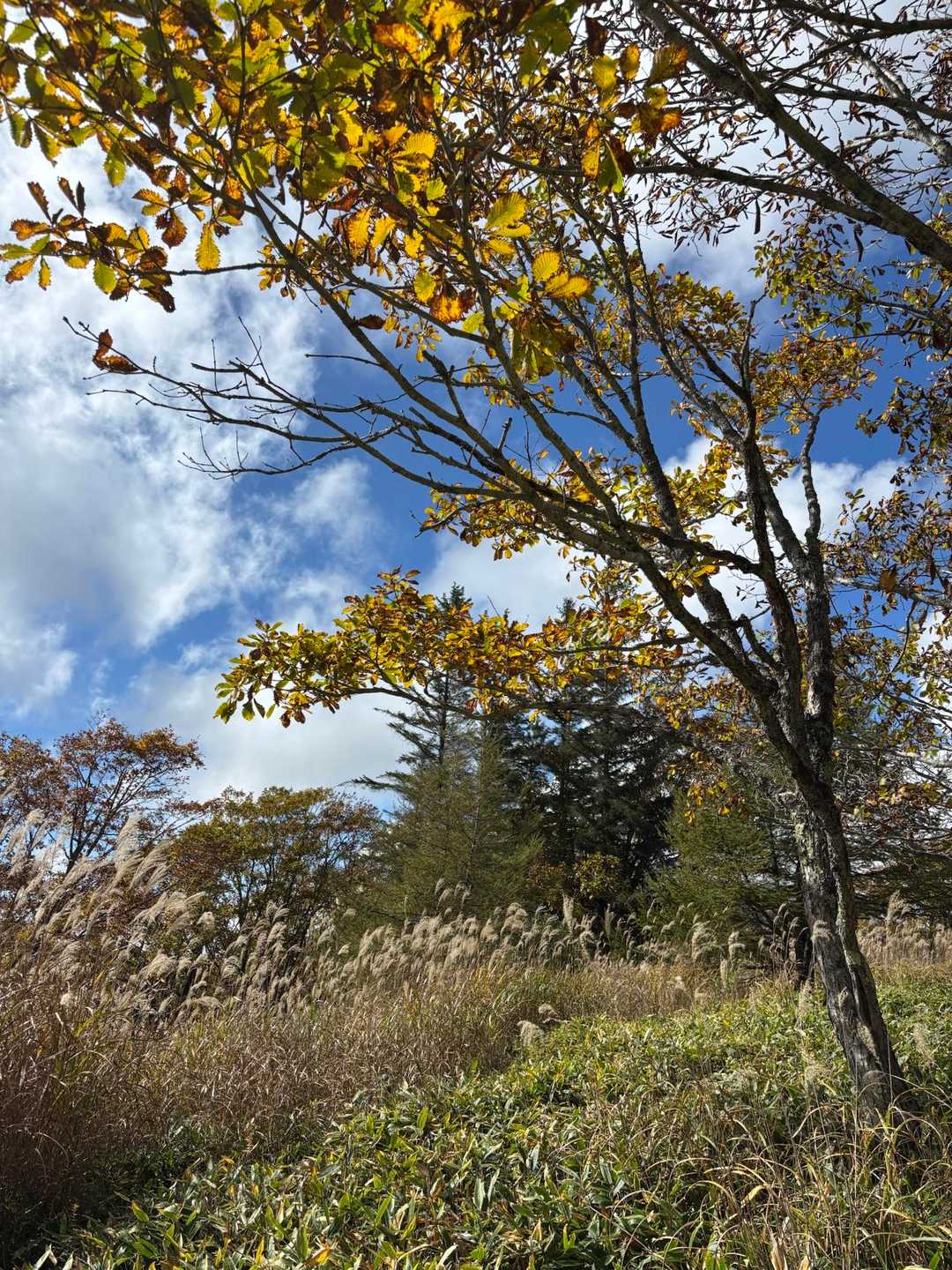 秋を近くで感じる🍂