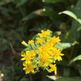 AIに聞いたらアキノキリンソウ