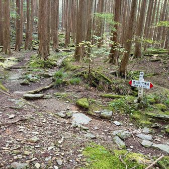 宿　
昔の林業宿舎跡地
土地が平らで少し苔むしています