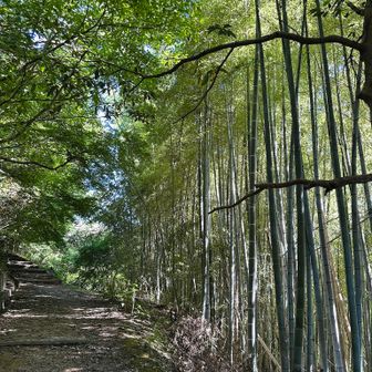 竹林を通り抜ける初秋の風が涼しい。