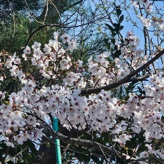 ヤマザクラは山に隠れるようにひっそりと隠れ咲く
花言葉は「あなたに微笑む」「純潔」「高尚」「淡白」「美麗」