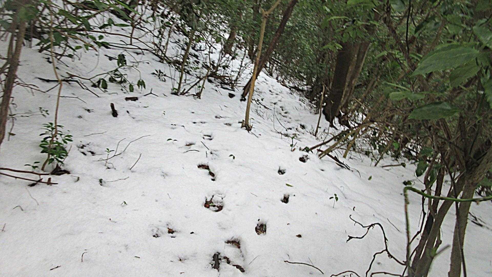 横手道には一人の👣