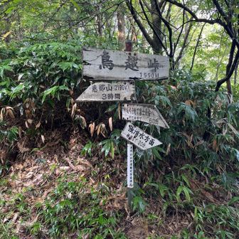 一旦グッと下って鳥越峠 1550m
神坂峠が1569mだったので、スタート地点より低いよ、山一つ越えたのに😆