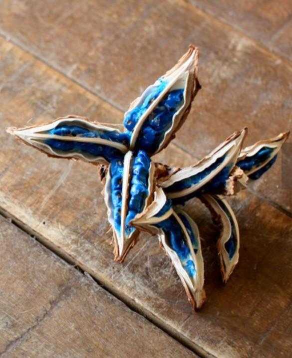 東京都 夢の島熱帯植物館おさんぽ🚶⑳  / hiroさんのモーメント