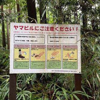無事下山！　ヤマビル怖かった　短パンランナーの足が泥と血で若干引いた。　