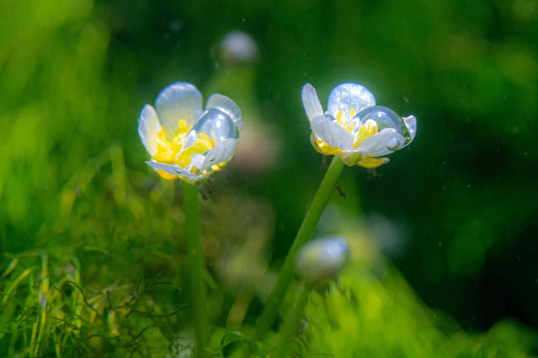 梅花藻」この時期、千歳川には梅花藻の花 / sakuranomasuさんの