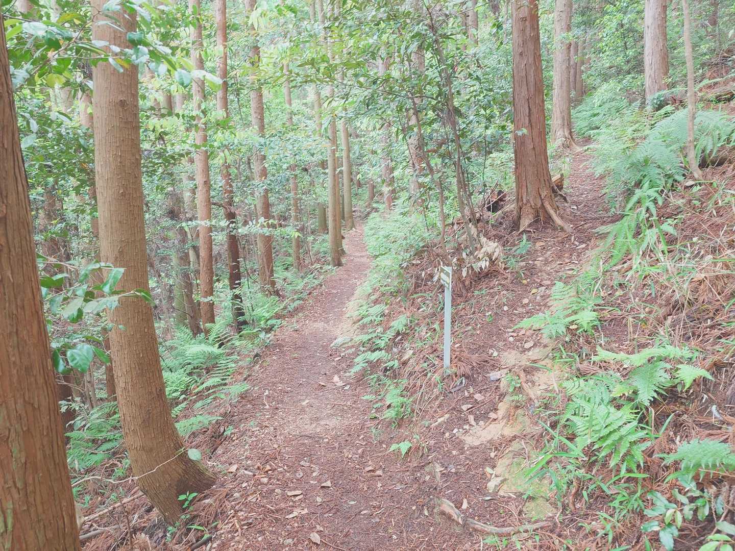 途中、YAMAPルートにはありませんが、分岐を右手へ登って行きます