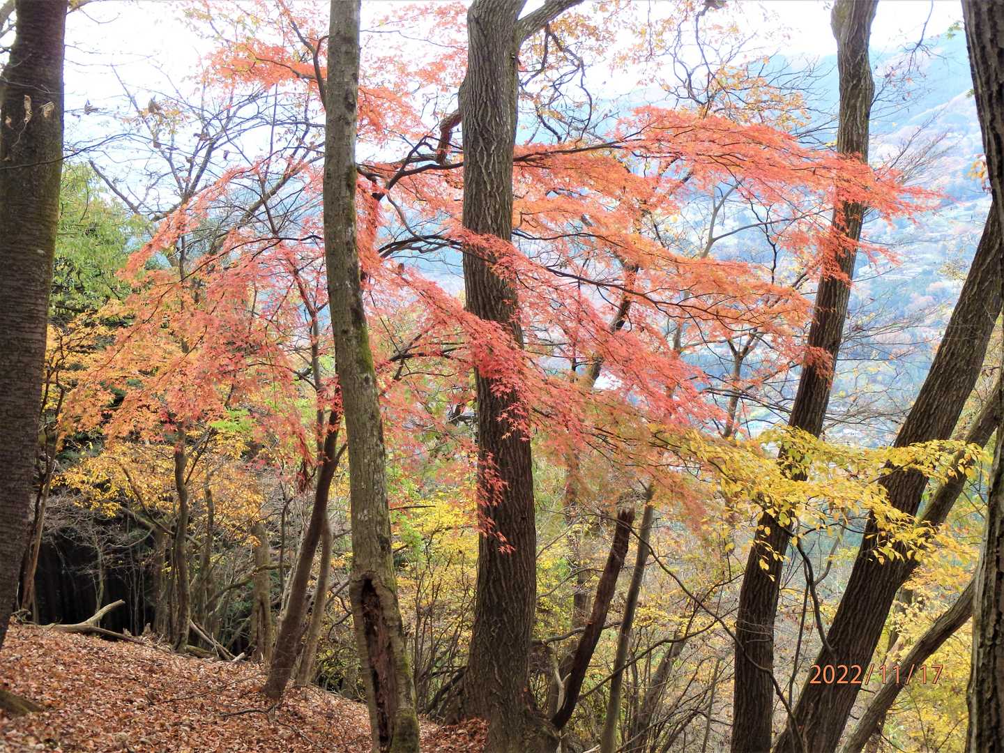 ヤマモミジの紅葉🍁
今回が今シーズン最後の紅葉狩りだろうな