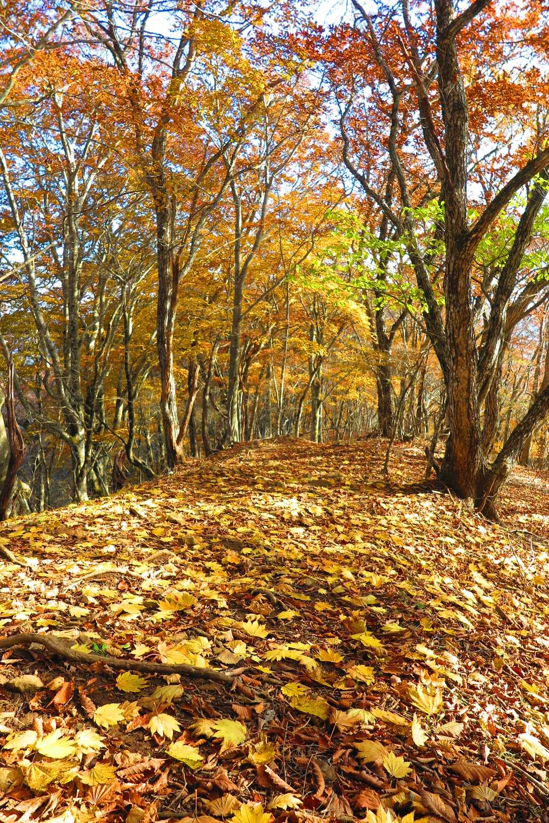 紅葉の季節は帰り道も楽しい。