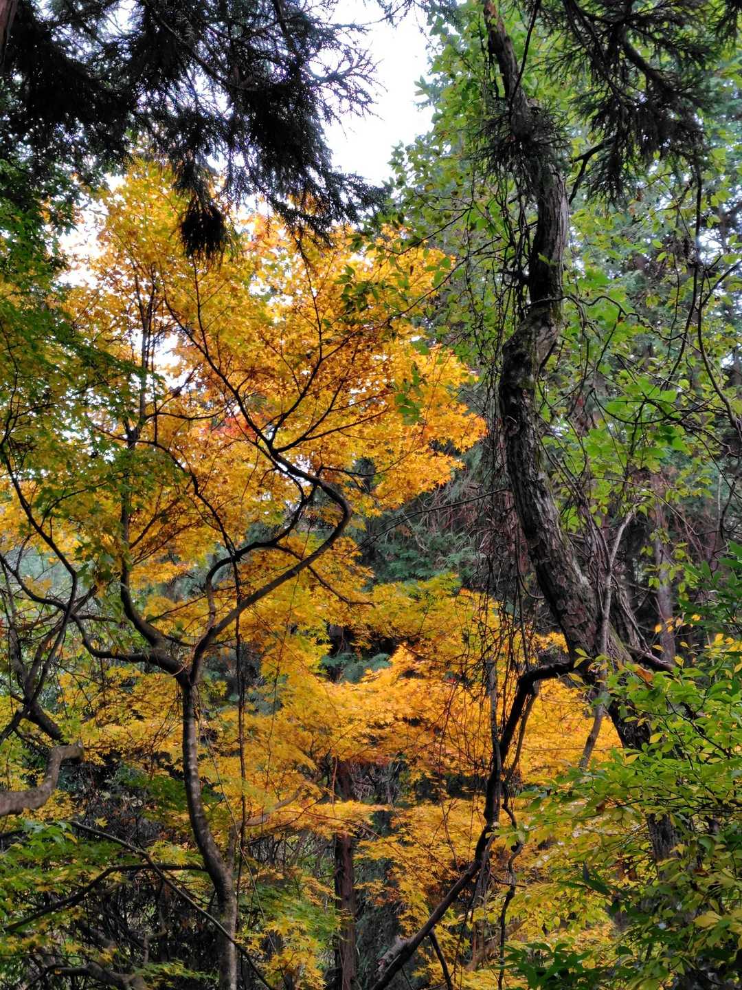 大雄山最乗寺-明神ヶ岳 往復コースの写真