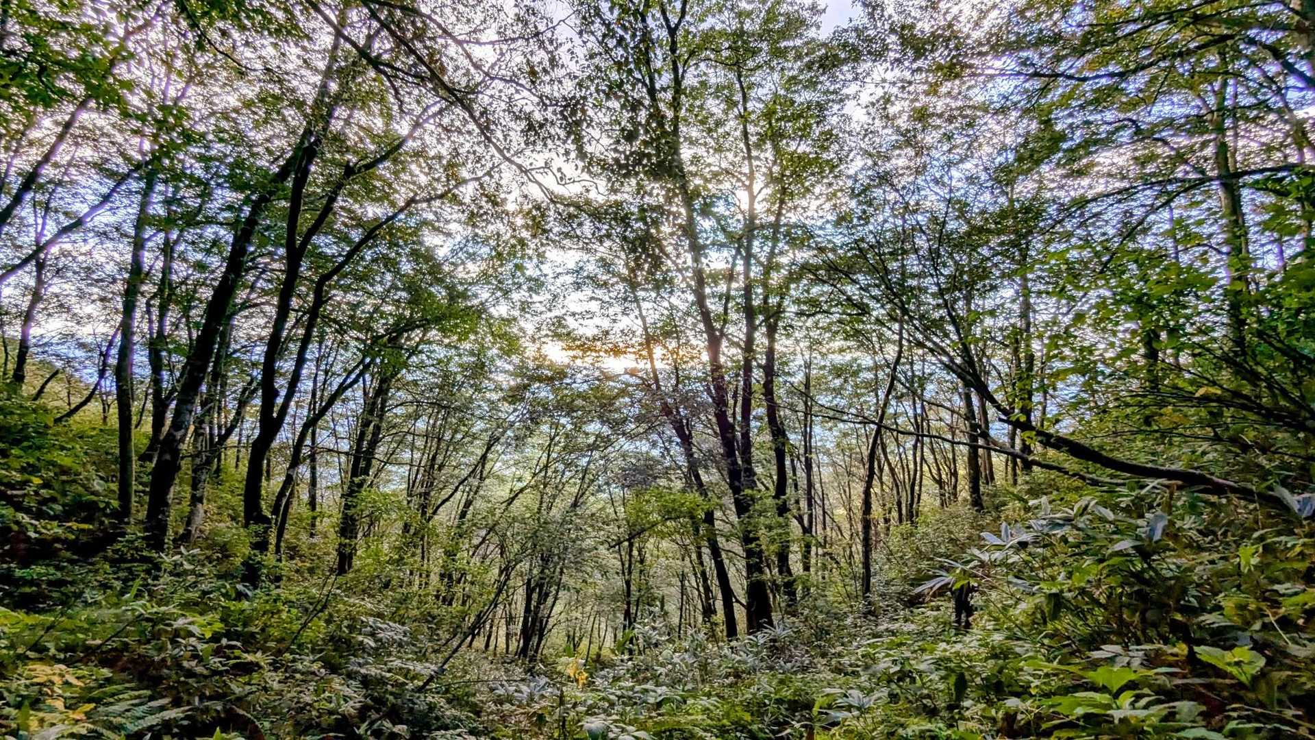 橅🌿🌿🌿