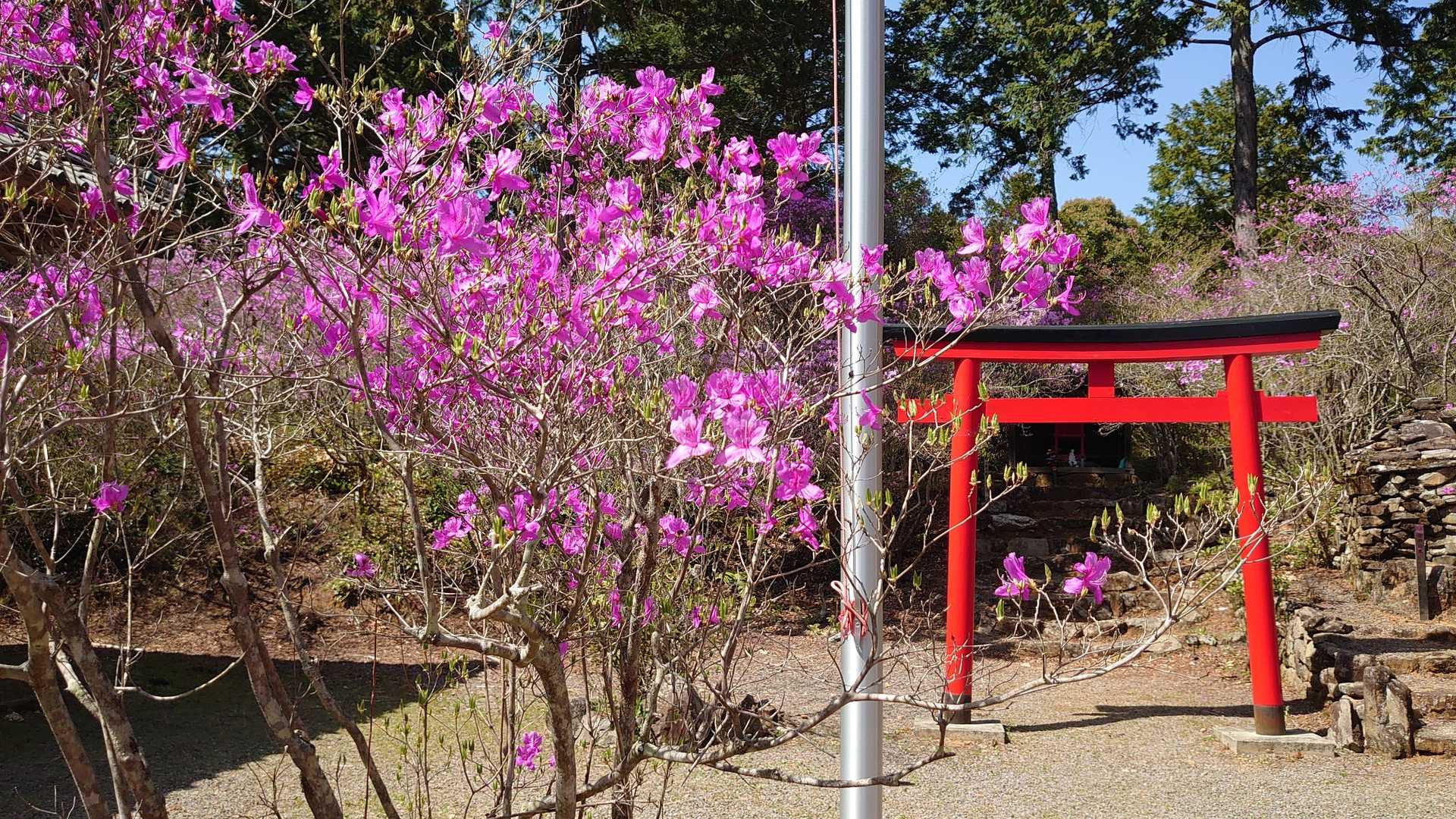 背戸山 周回コースの写真