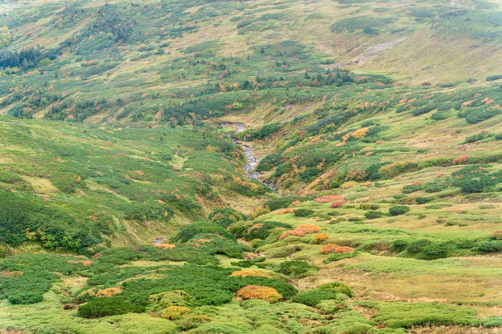 薬師岳登山口-アラスカ庭園-スイス庭園-祖父岳-岩苔乗越- 周回コースの写真