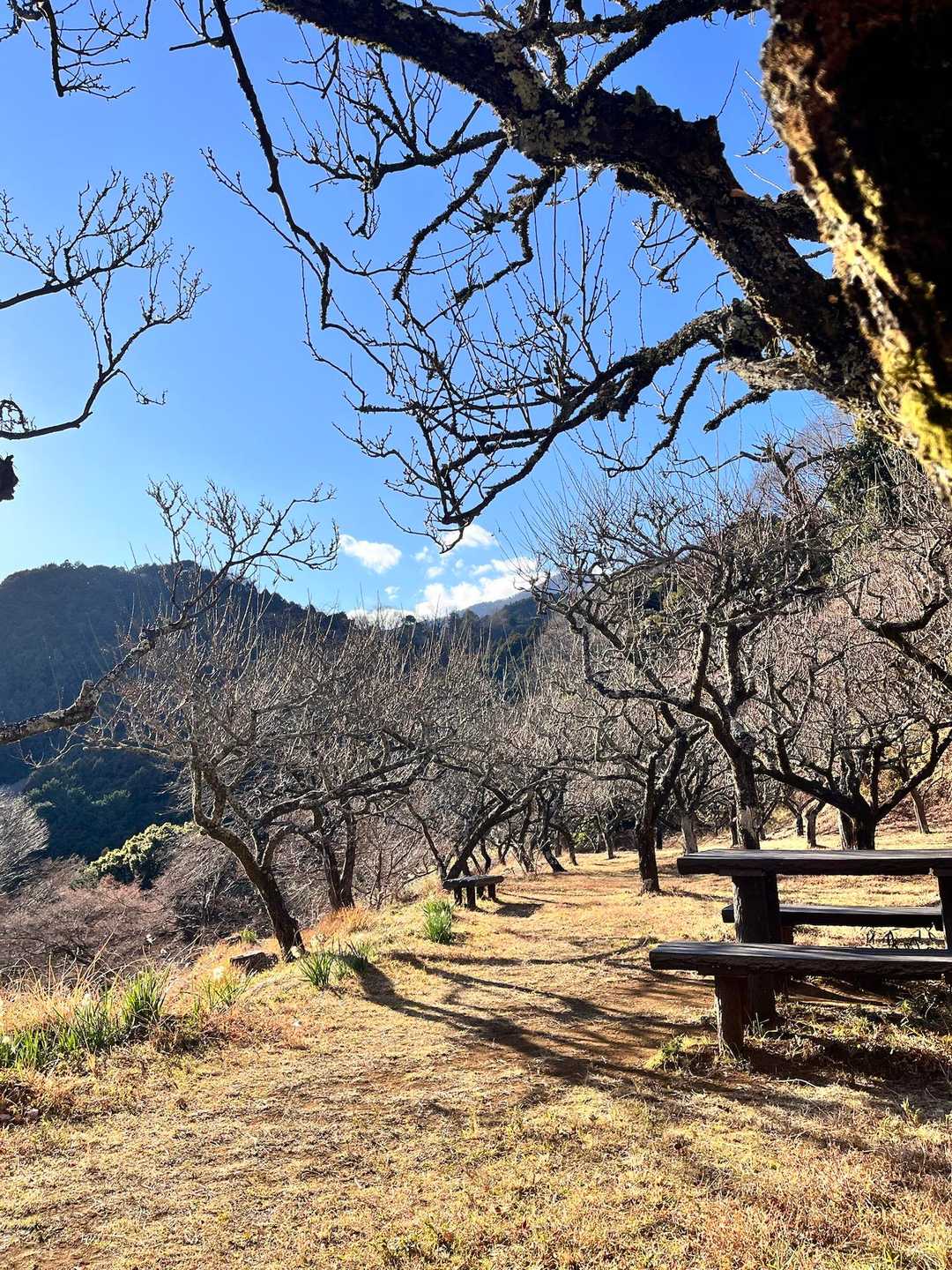 日向山 往復コースの写真
