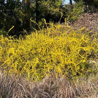舗装路に出るとポツンと一軒家。
黄色い花が春らしい。