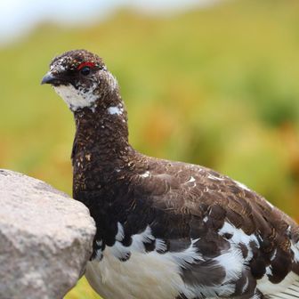 🙋‍♂️「砂浴びしないの？」
🐦「砂浴びね~。あれみんなよくやるんだけどさ。ﾎﾞｸはあんまり好きじゃないかな。岩の上でﾎﾞ~っとしてる方が気持ちいいよ」

んなわけあるか。
でもこの子ホントに岩の上で一歩も動かなくて、どっちが先にこの場を去るか根比べしてました