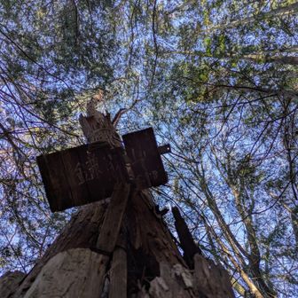 杉木立に囲まれた山頂から空を見上げる
😮
