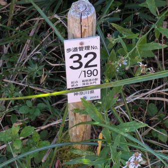 『海ノ平』山頂は、歩道管理番号32と31の間。