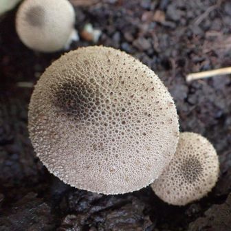 🍄
