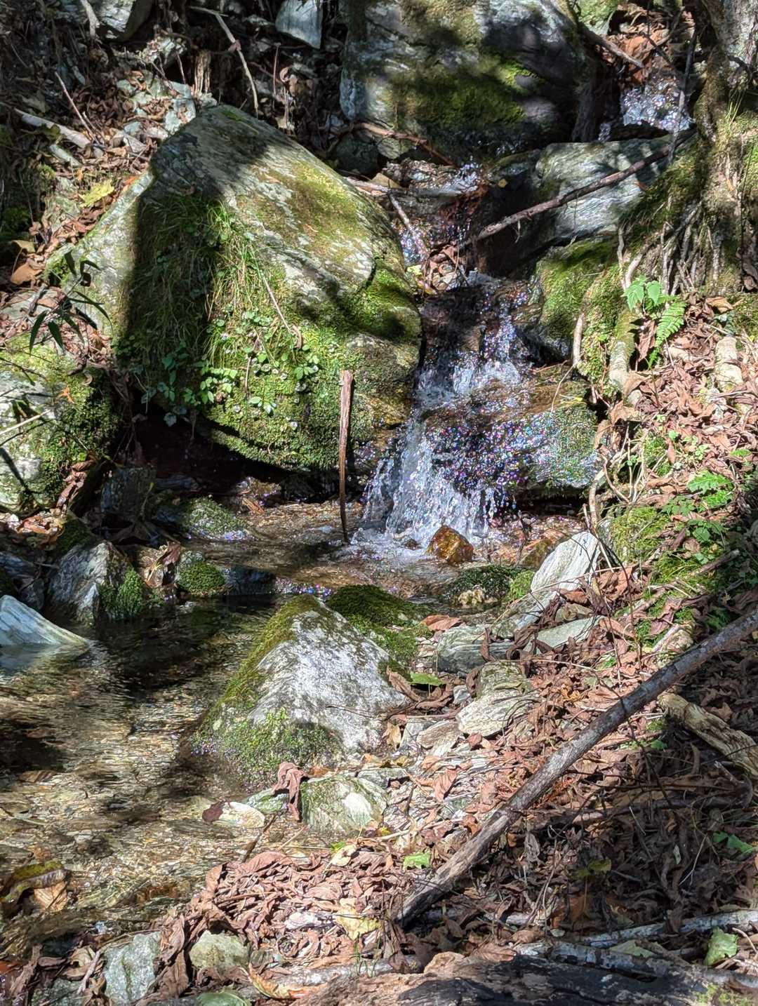 小麦畝登山口-平家平 往復コースの写真