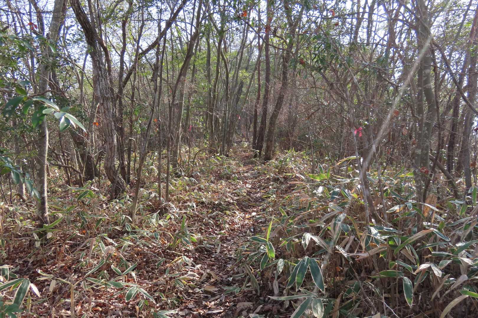 尾根に出て歩きやすい気持ち良い道が続く。
