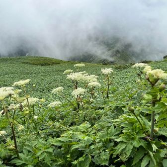 高山植物の緑にハクサンボウフウの白い花🤍