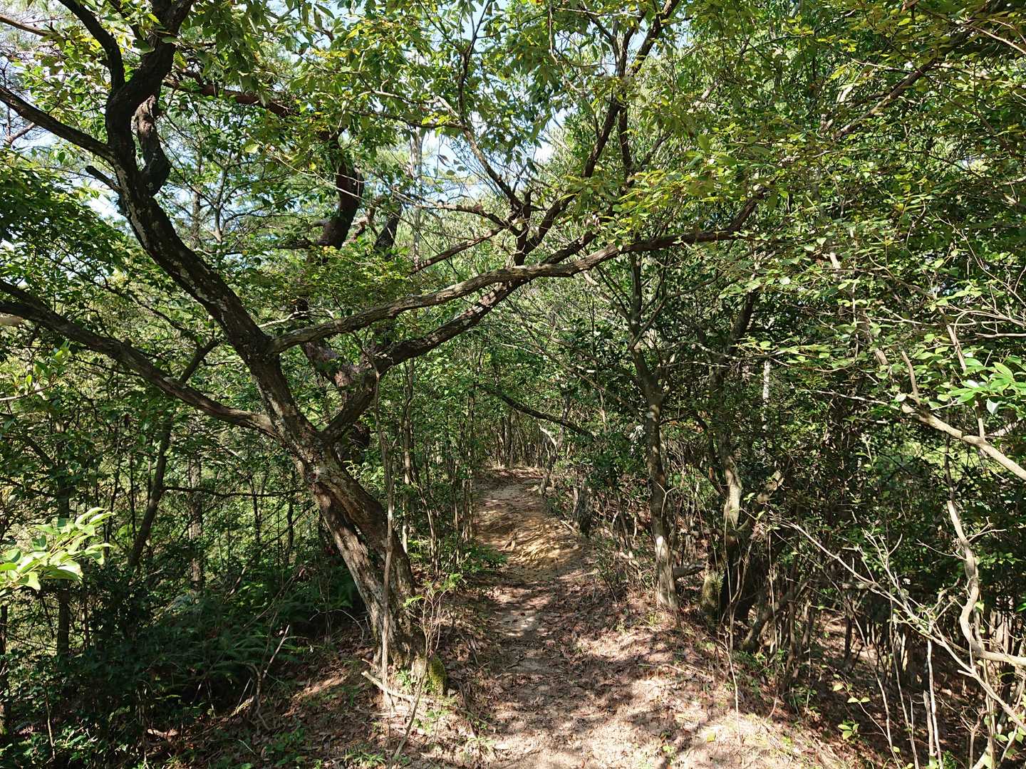 太神山-矢筈ヶ岳 周回コースの写真