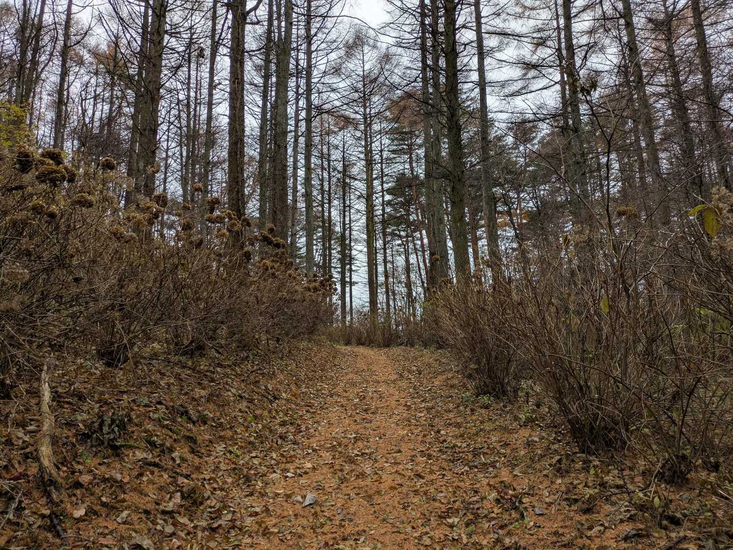 開けてきた　ここ、あじさいロードだな