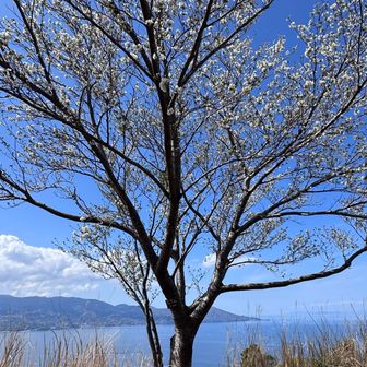 このルートで１番のお気に入りスポットは、4座目となる志下山山頂に生える一本桜と駿河湾。
