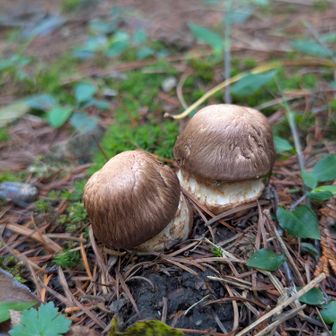 雨上がりのご挨拶でしょうか?
兄弟キノコ🍄‍🟫