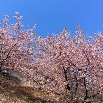 葉桜もあるけどそれもまた綺麗🩷💚🩵