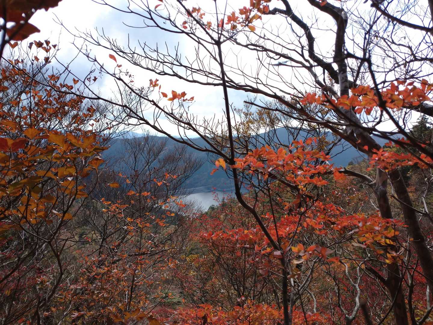 紅葉の間からダムが見えます。
