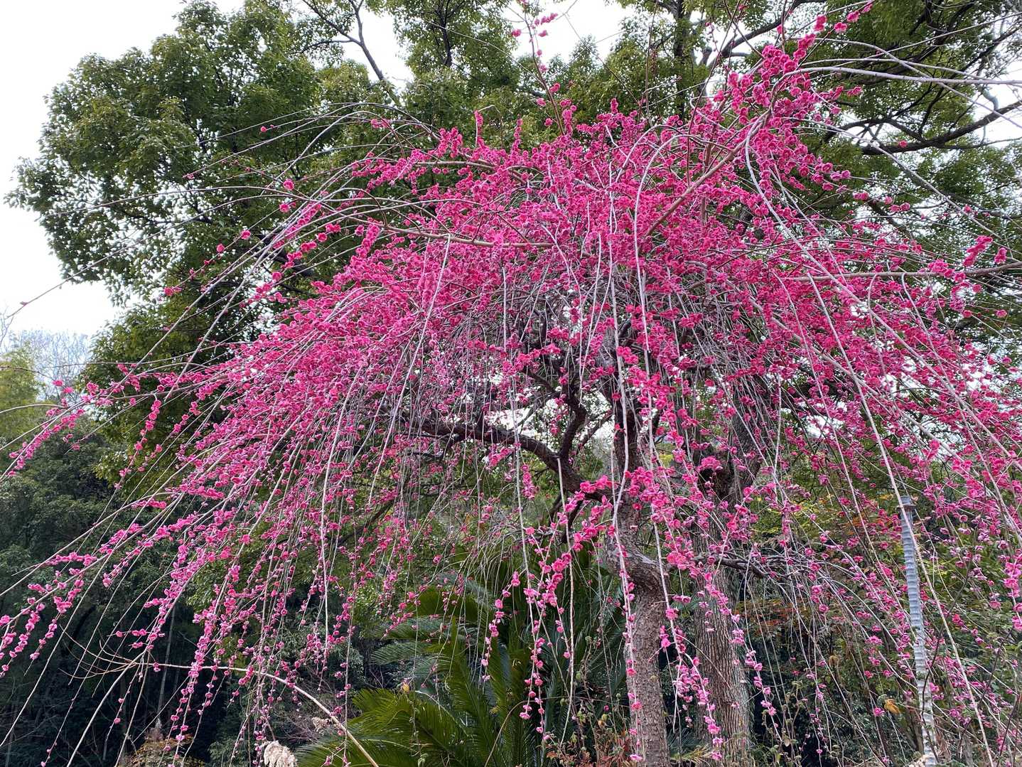 ウメの花。あまーい匂いがしてました😃