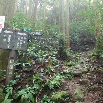 やっぱり冒険コース行こう