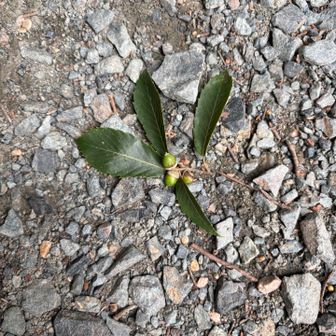 赤ちゃんどんぐり。
秋の予感。