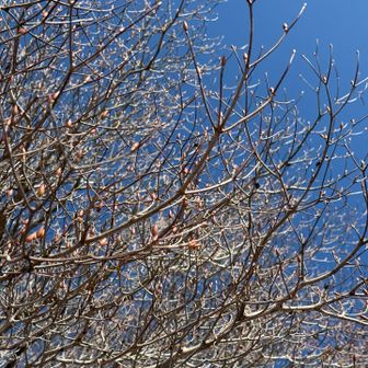 陽当たり良い木の枝に新芽が