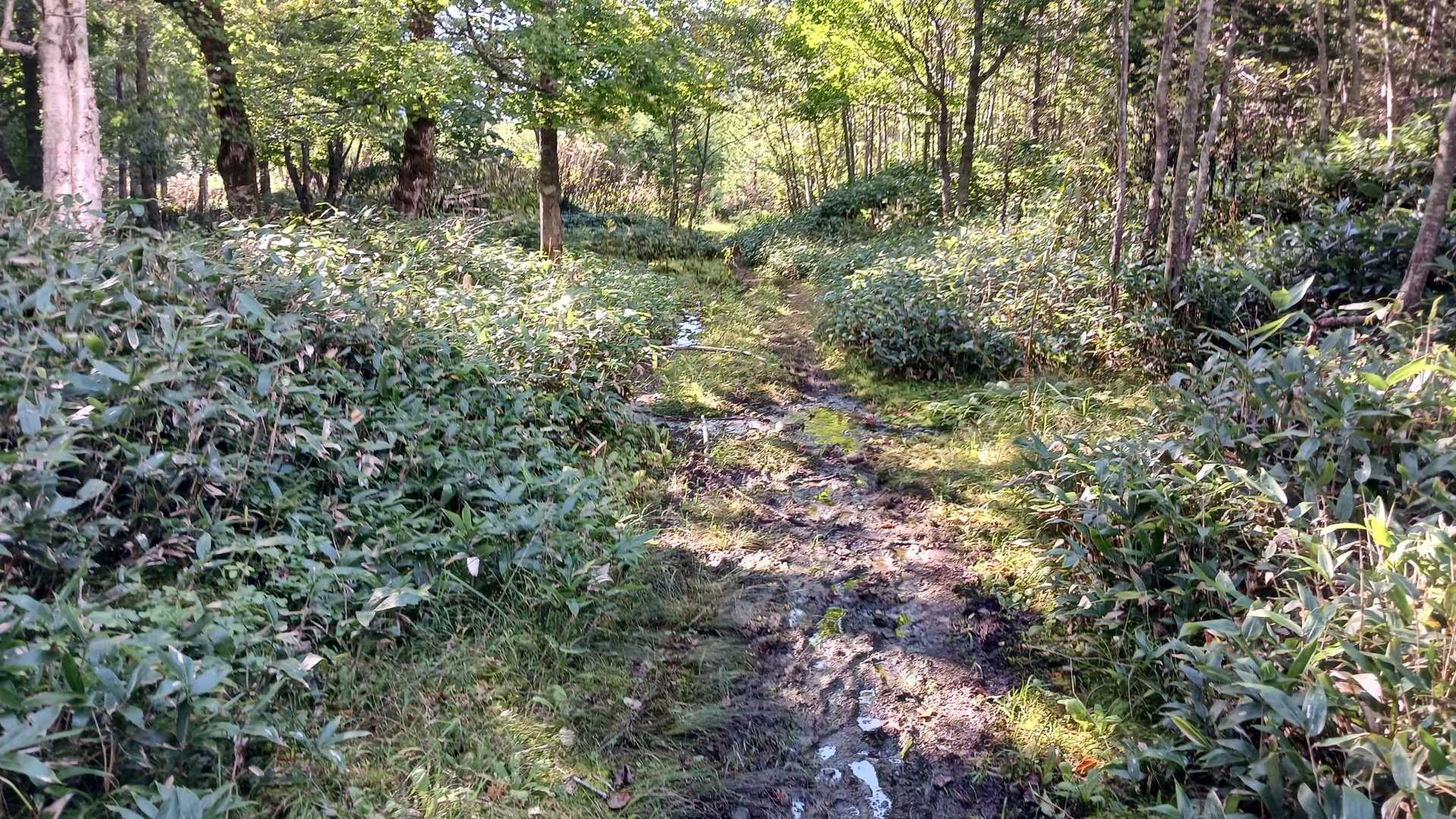 神威岳登山口-ベッピリガイ乗越-ペテガリ岳登山道入口-ペテ 往復コースの写真