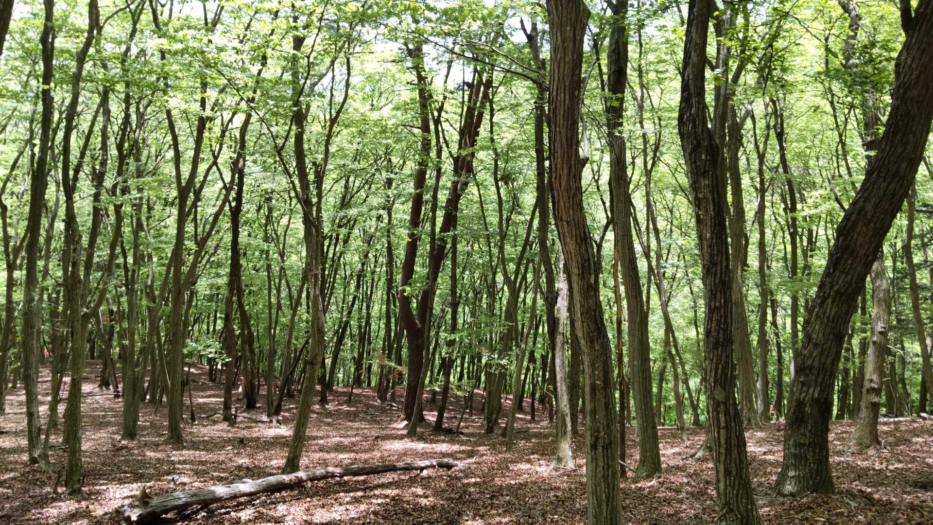 歩きやすい登山道
