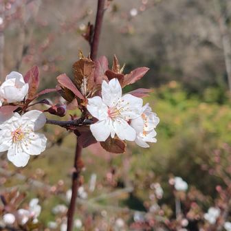 ベニバスモモ(紅葉スモモ)