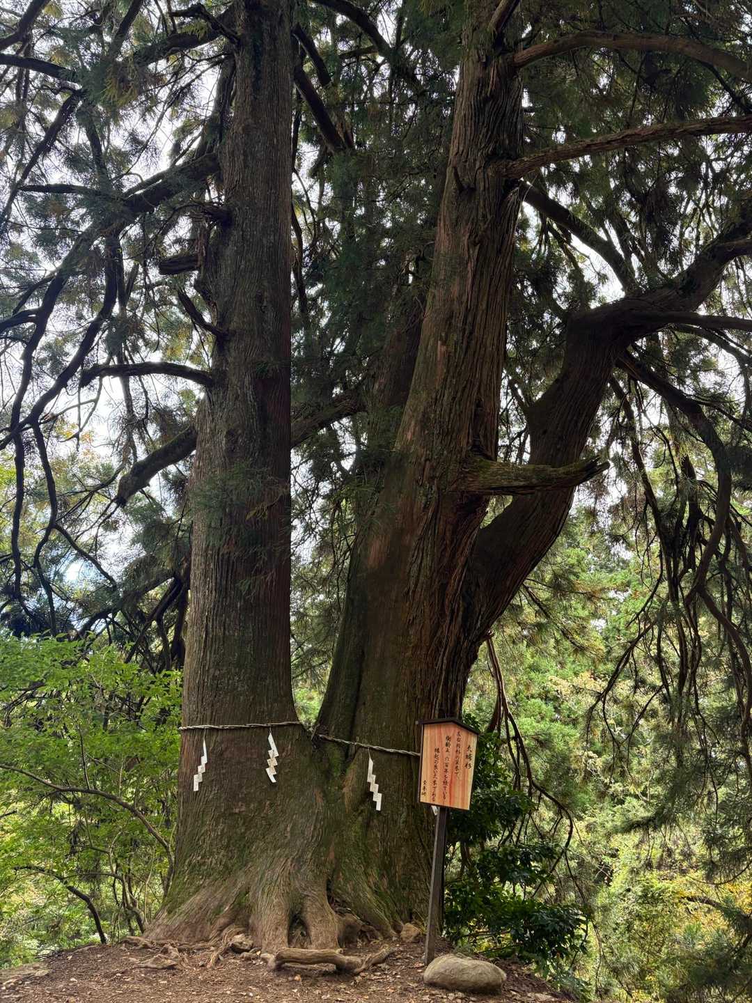 　推定樹齢600年の夫婦杉です🌲
　ここで暗い雲が空を覆い、ゴロゴロという音がしました。山の天気の変わりやすさを感じて、少しだけ急ぎ足になります。