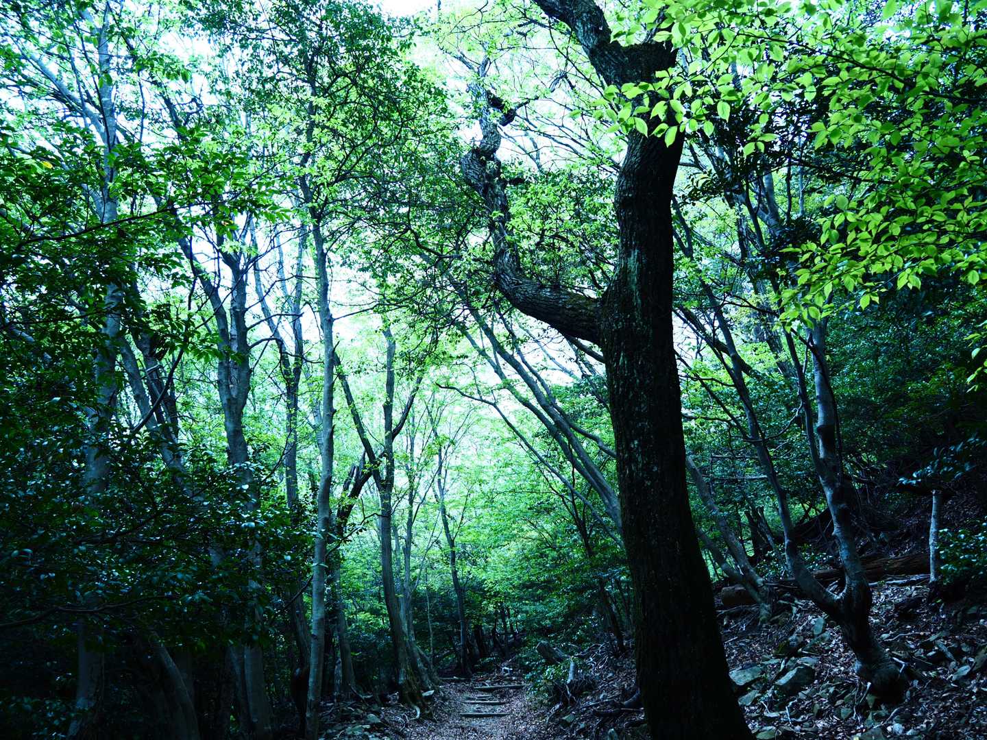 霞間ヶ渓公園-池田山 往復コースの写真