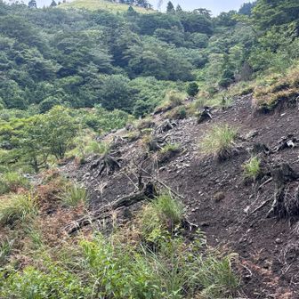 あっ
猫の🐱山頂みえて
何故？！猫🐈‍⬛なのか？！は分からんです