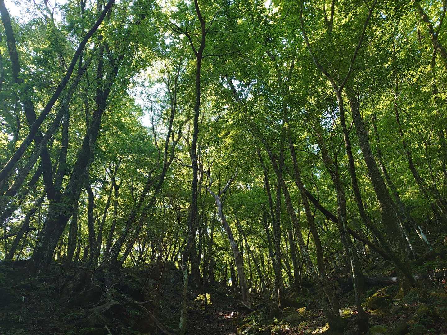 森林浴🌲